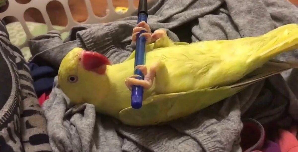 Попугай от одиночества. Попугай сходит с ума. Попугай сходит с ума. Рожденные попугаи в видео в ютубе. Пьяный попугай.