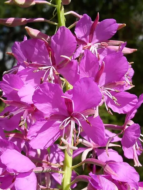 Chamaenerion angustifolium ареал. Кипрей болотный. Цветок кипрей узколистный. Цветок семейства кипрейных 6 букв. Дикорастущие растения москвы.