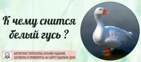 Видеть во сне белую птицу