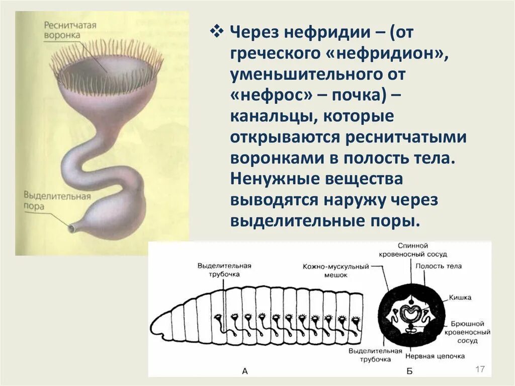 Выделительные трубочки червей. Нефридии ланцетника рисунок. Кольчатые черви протонефридии. Протонефридии и метанефридии. Выделительная система метанефридии.