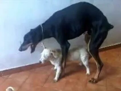 dogs mating with stuffed animals considerate service.