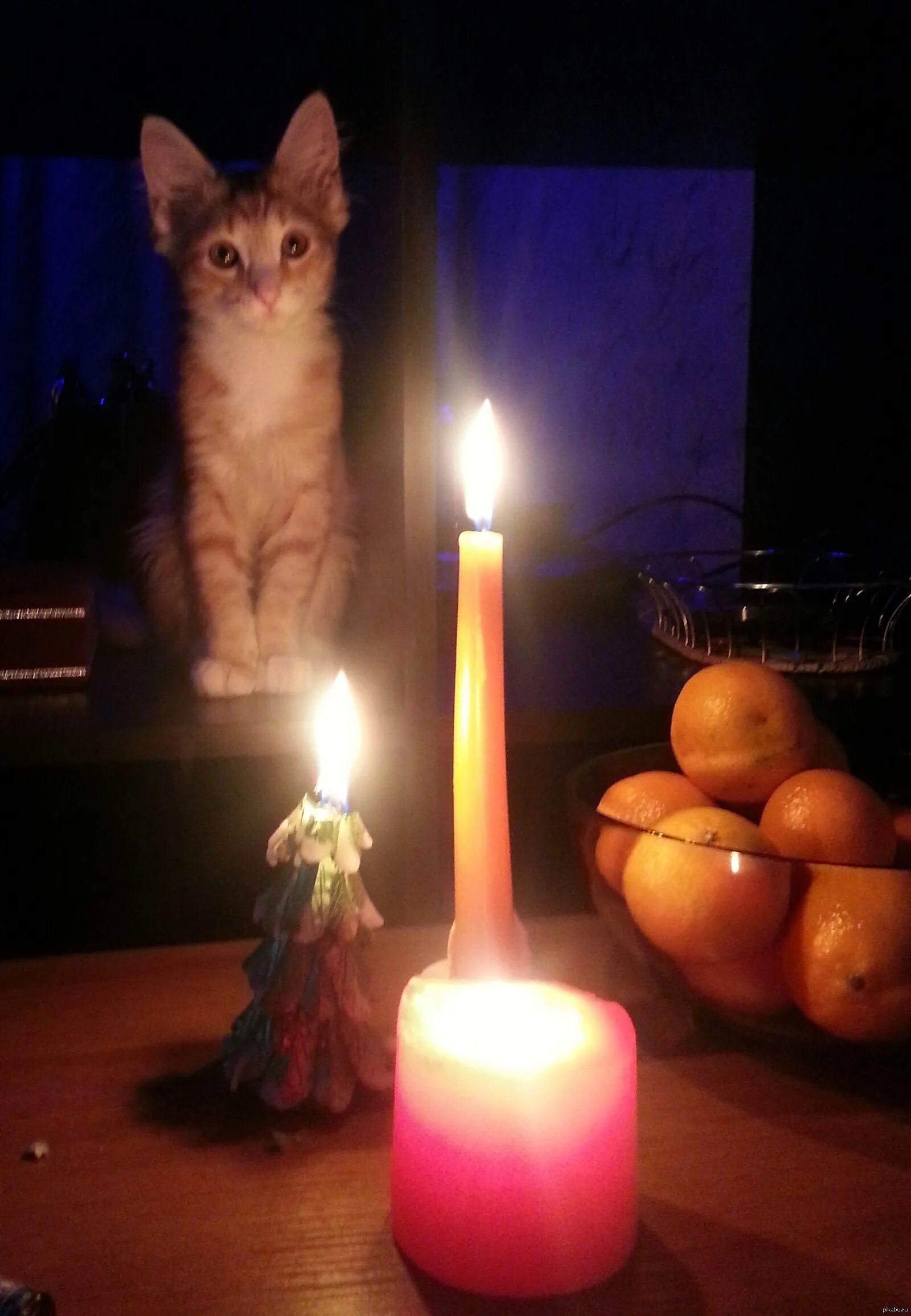 Свечи в виде животных. Свечка котик. Света котик. Кошка со свечкой. Коты и свечи.