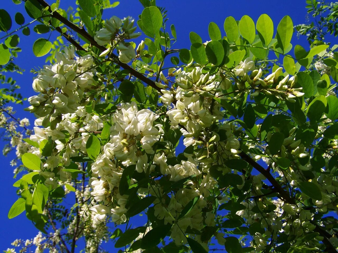Robinia pseudoacacia