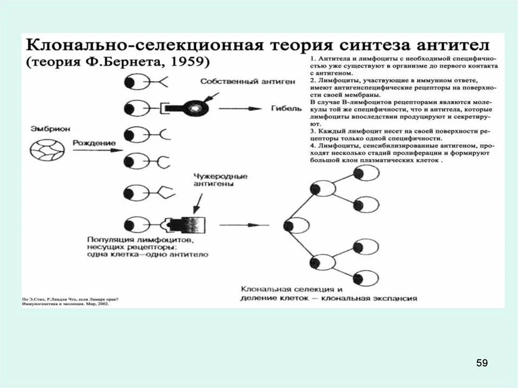 Клонально селективного иммунитета п эрлих. Клонально-селекционная теория иммунология. клонально-селекционная теория развития антител. клонально селекционная теория иммунитета бернета. синтез лимфоцитов.