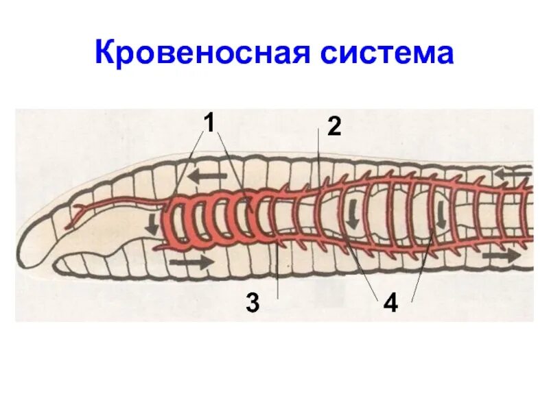 Кровообращение червей