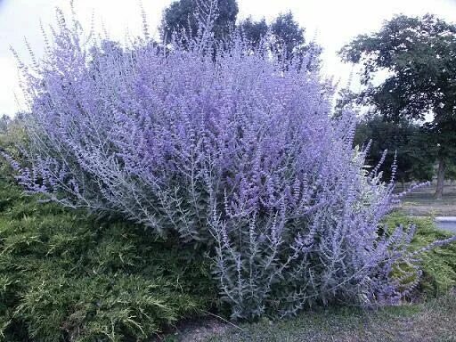 Russian Sage Garten, Parkplatz, Park