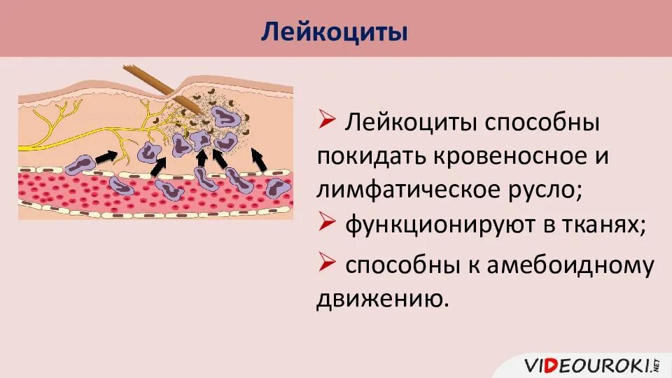 Способен к амебоидному движению. Лейкоциты способные к амебоидному движению. способны к амебоидному движению. амебоидное движение это кровь. лейкоцит покидает кровяное русло.