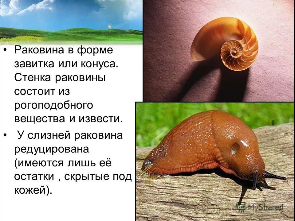 К какому классу относится слизень. К какому классу относится слизень