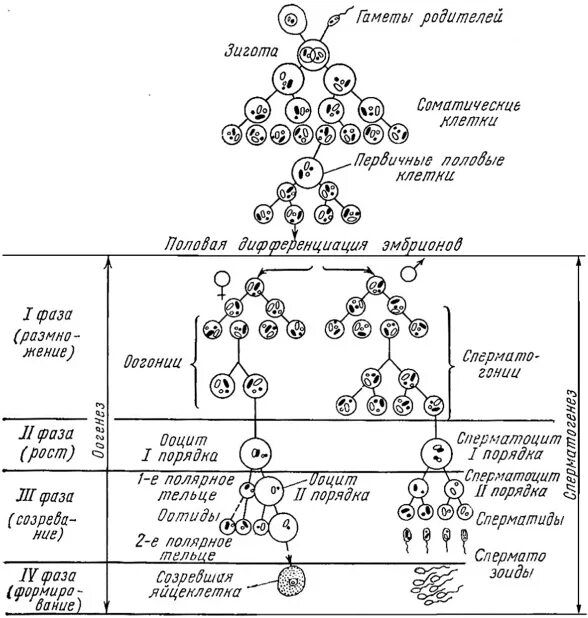 Этапы сперматогенеза 6 этапов. Овогенез схема ЕГЭ. Гаметогенез схема ЕГЭ. Сперматогенез и овогенез схема ЕГЭ. Схема сперматогенеза и овогенеза.