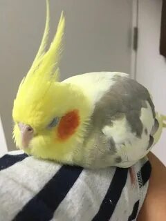 Корелла постоянно кричит
