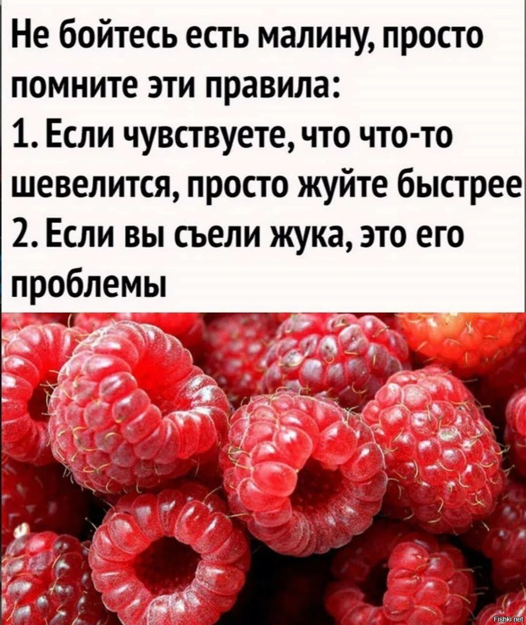 Не бойтесь есть малину просто помните эти правила. Высказывания про малину. Красивые высказывания про малину. Цитаты про малину. Приму малину