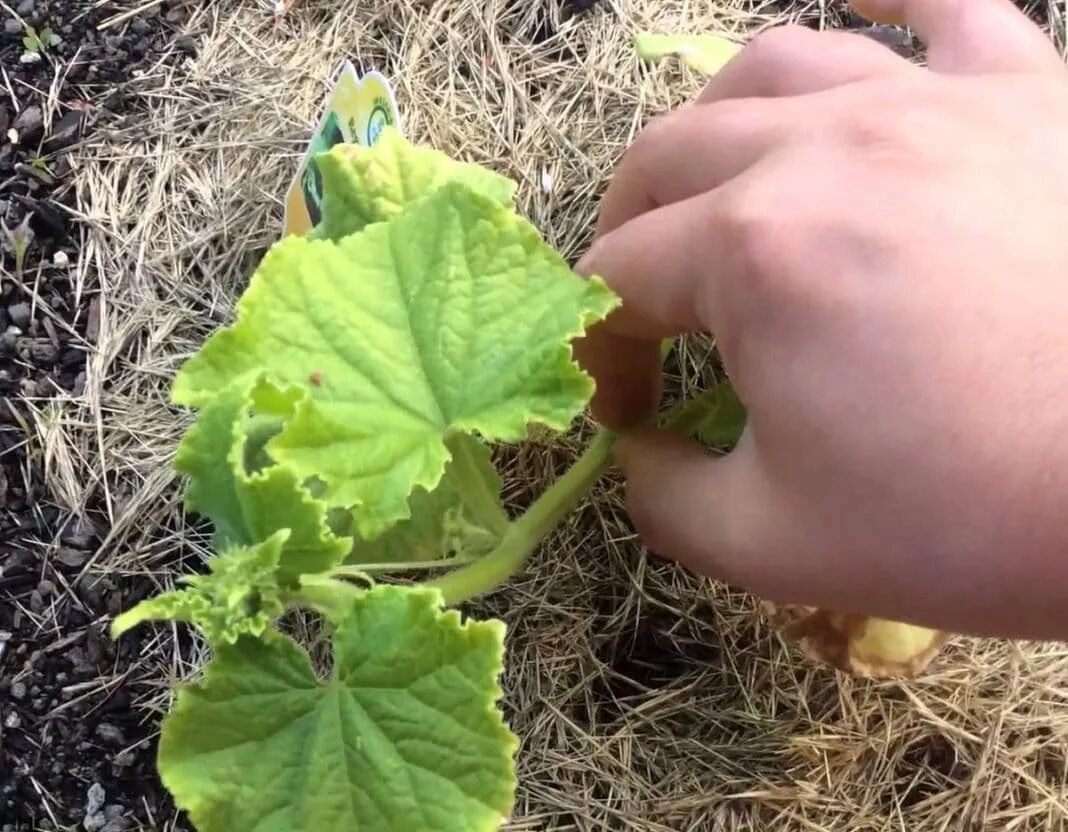 Нужно ли обрывать огурцы. Пасынкование кабачков. Пасынкование арбузов дынь. Пасынки на огурцах. Огурцы в огороде.