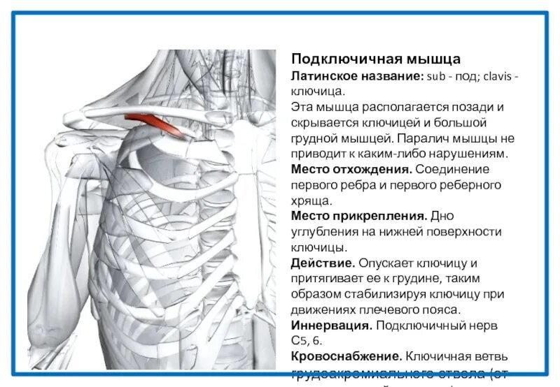 Поднимающая латынь. Подключичная мышца m. subclavius. Подключичная мышца анатомия функции. Подключичная мышца место прикрепления. Подключичная мышца грудины.