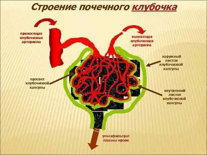 Приносящая артериола выносящая артериола
