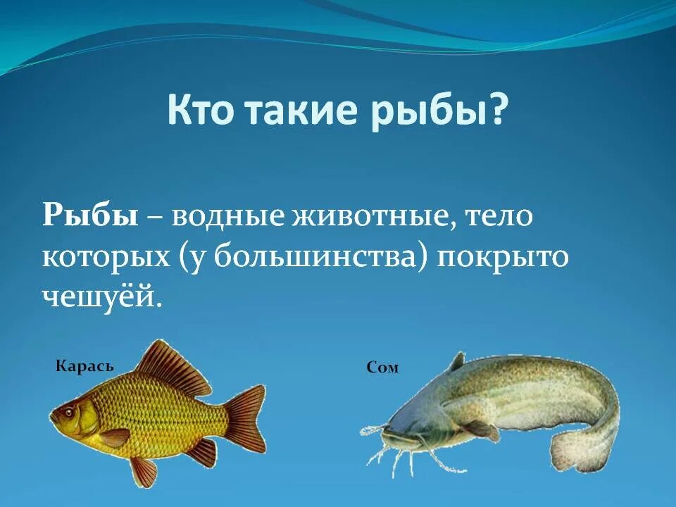 Кто такие рыбы 1 класс окружающий мир. Рыба для презентации. Кто такие рыбы. Презентация на тему рыбы. Рыбы это водные животные тело которых покрыто чешуей.