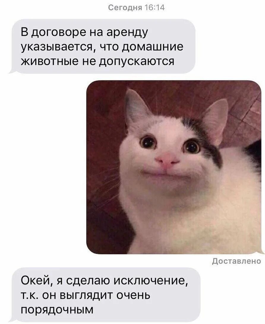 Коты мемы. Вежливый кот Мем. Кот Мем. Популярные мемы.