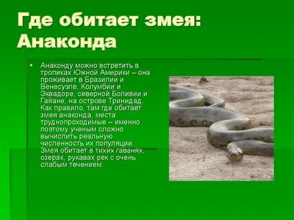 Где живут змеи в природе