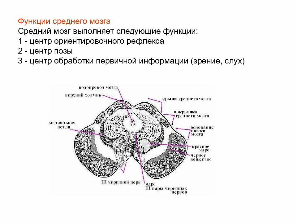 Четверохолмие среднего мозга строение и функции. Средний мозг, его строение и функции.. Функции среднего мозга анатомия. Покрышка среднего мозга анатомия. Серый мозг латынь