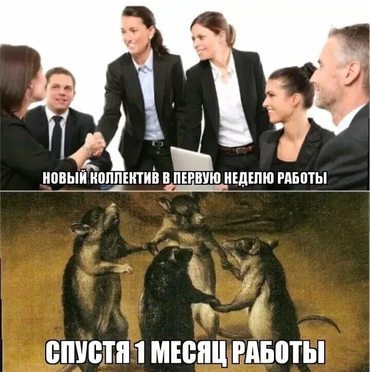 Новая работа мем. Коллектив мем. дружный коллектив мем. мемы про новенького в коллективе. мемы про коллектив.