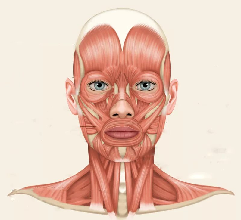 Косметология мышцы. Мышцы лица анатомия атлас с пояснениями. Мимические мышцы анатомия человека. Мимические мышцы лица анатомия атлас.