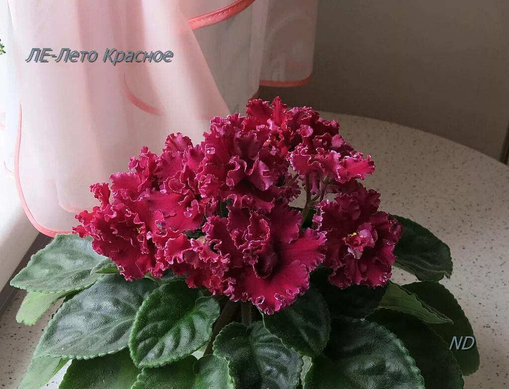 фиалка лето красное