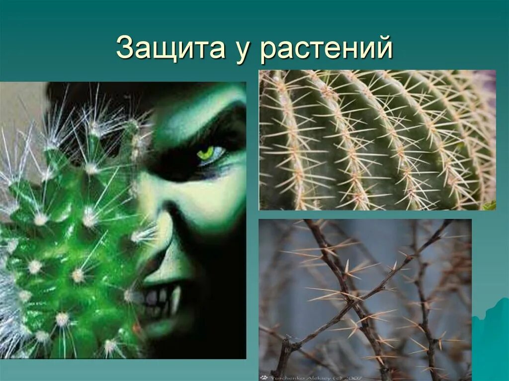 Растения и их защита. Защита растений. способы защиты растений. защита животных и растений. средства защиты у животных и растений примеры.