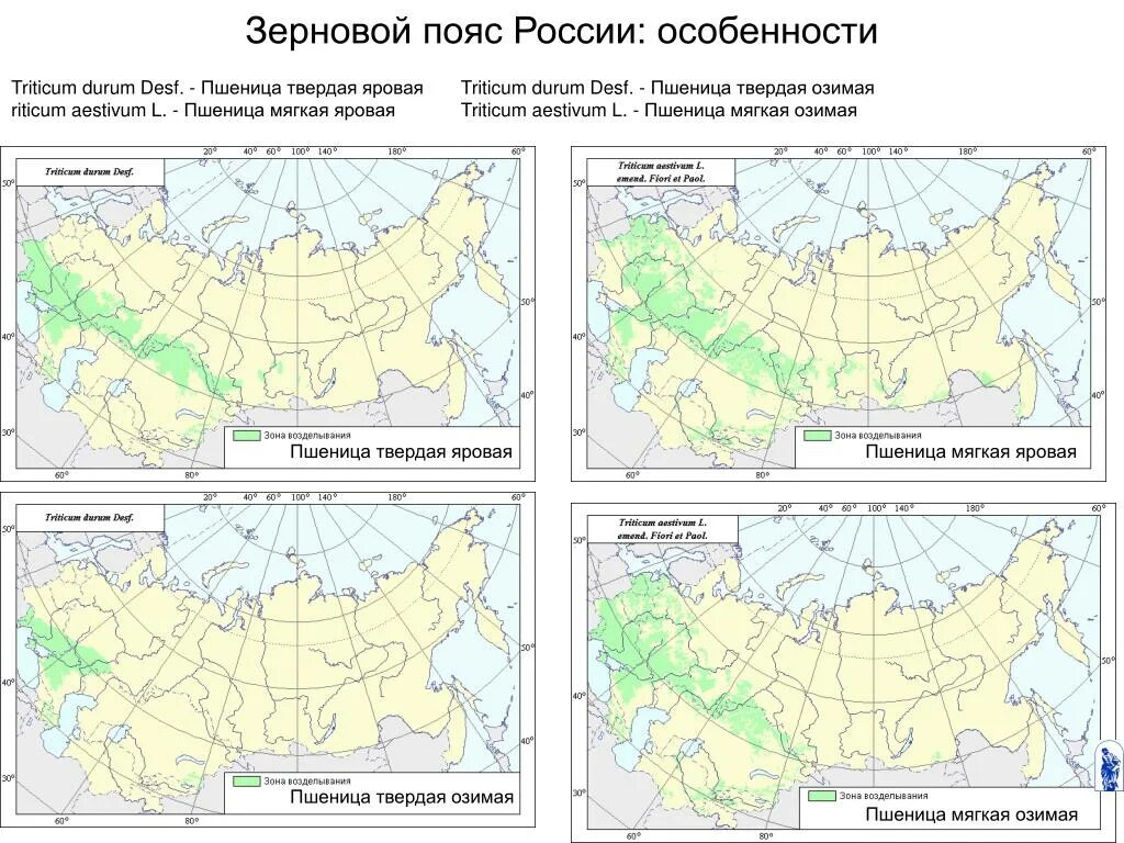 Районы выращивания на карте. Карта посева пшеницы в России. Районы выращивания пшеницы в России. Где в России выращивают пшеницу на карте. Районы выращивания Яровой пшеницы в России.