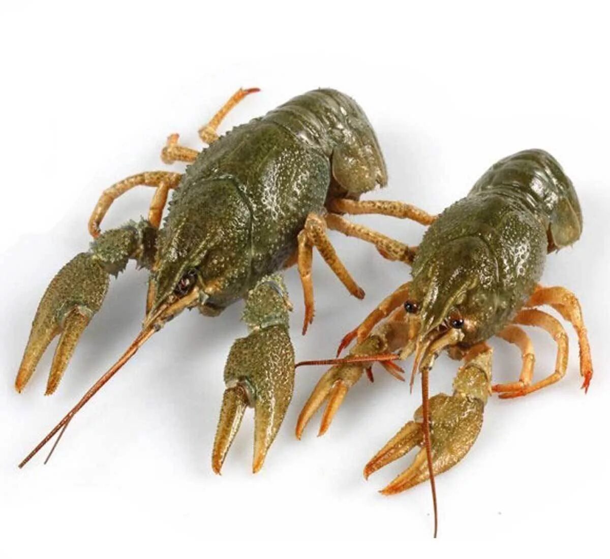 Как выглядит живой рак. Лобстер живой на белом фоне. Raik. В. Пресноводные рачки.
