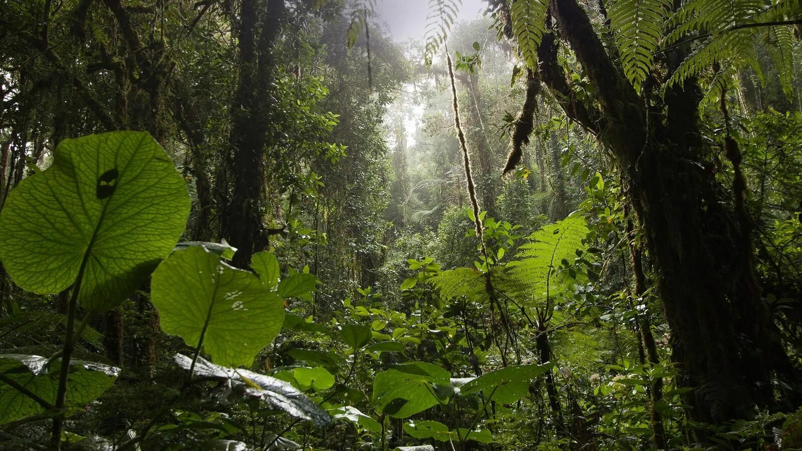 Листопадные тропические леса. Тропический лес в Панаме. Тропический лес Сулавеси. Сулавеси джунгли.