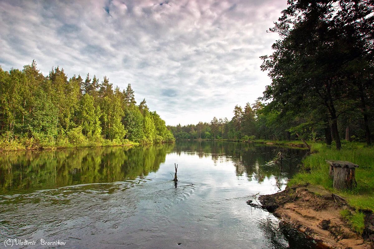 гусь хрустальный заповедник мещера. национальный парк мещера почвы. поганое озеро мещера. есть в мещерском крае. мищорсктй край изложении.