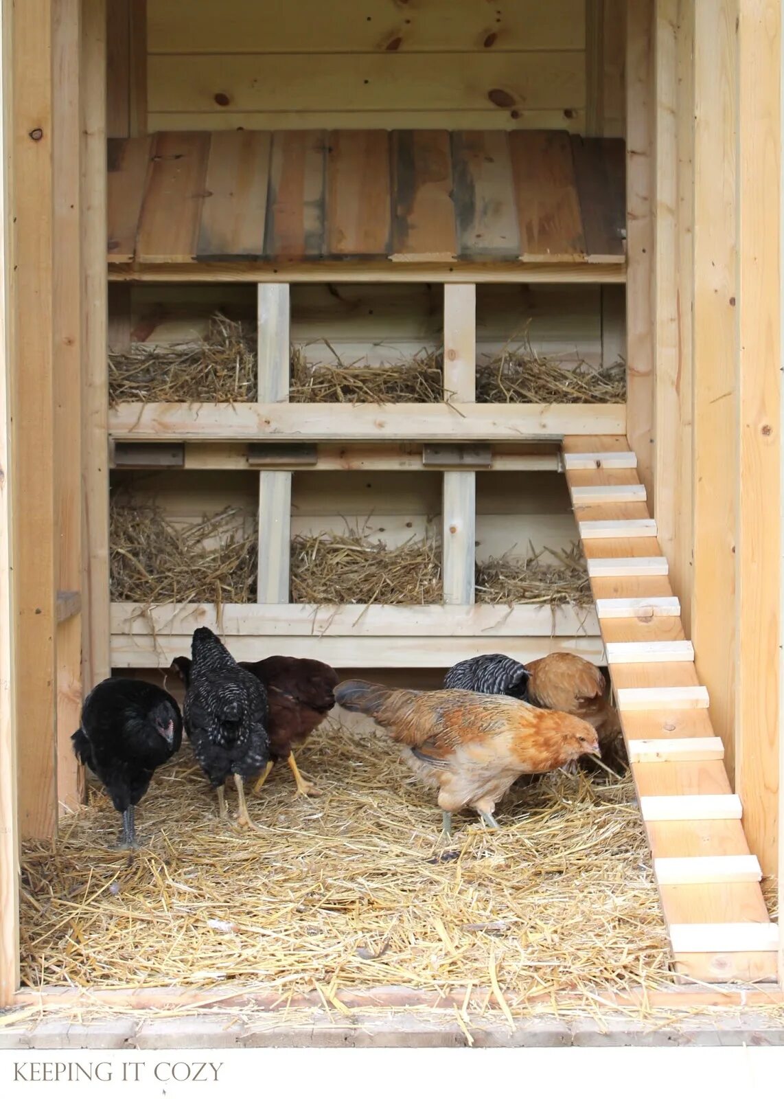 Красивые гнезда для кур. Насесты для кур оригинальные идеи. Насесты для кур оригинальные идеи. Насесты в курятнике. Насест для 20 кур несушек.