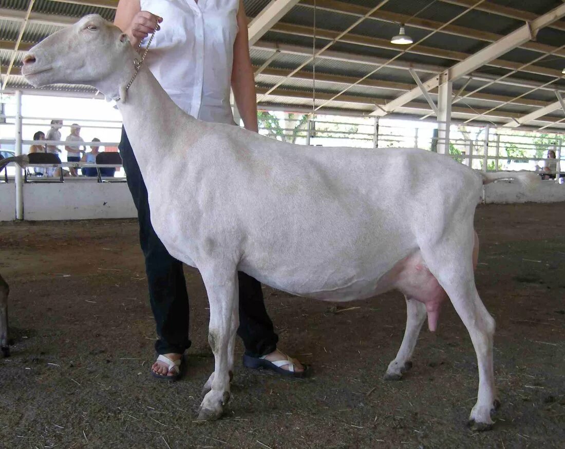 Сколько литров дает коза. Порода ламанча. Козы ламанча. Коза зааненская - ламанча порода. Порода козлят ламанча.