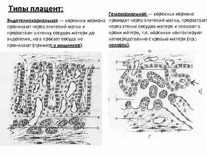 Типы плацент млекопитающих