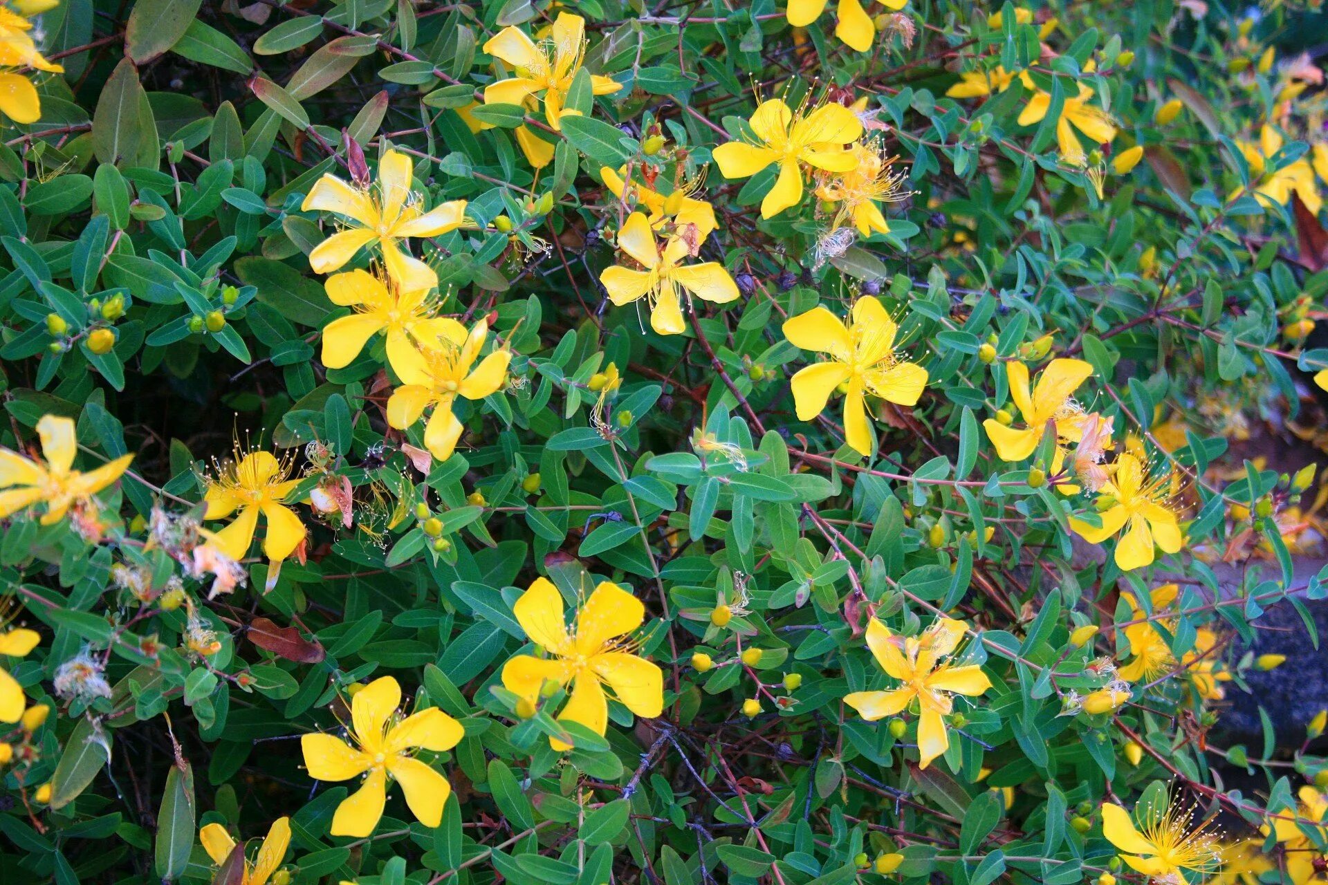 Hypericum hidcote Millepertuis (2m) Persistant ou semi-persistant. Sol bien drai