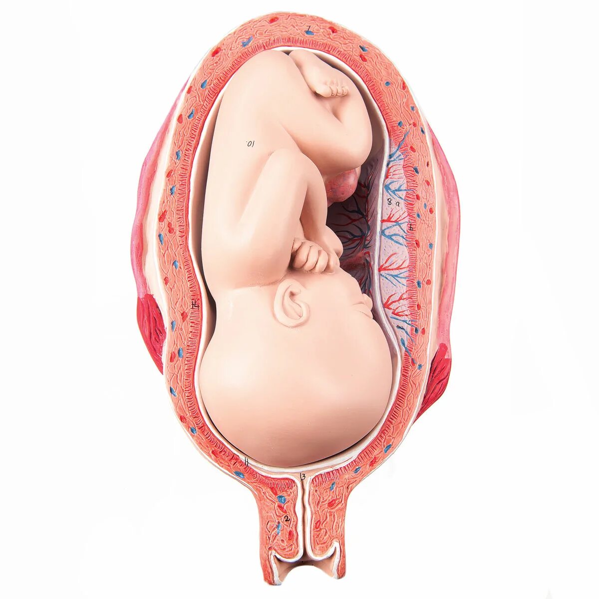 9 месяц беременности роды. Расположение ребенка в утробе. Расположеник ребёнка в утробе.