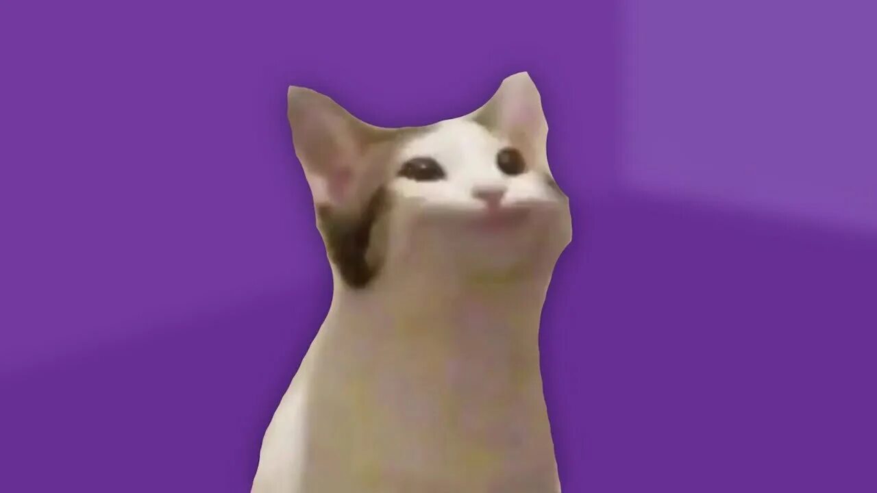 Кот мем из тик. Кот мем. коты мемы. кот с ртом мем. мемы кот с открытым ртом.