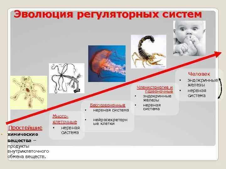 Нервная система беспозвоночных. Эволюция нервной системы. Эволюция нервной системы беспозвоночных животных. Этапы развития нервной системы у беспозвоночных. У каких беспозвоночных животных нервная система образована