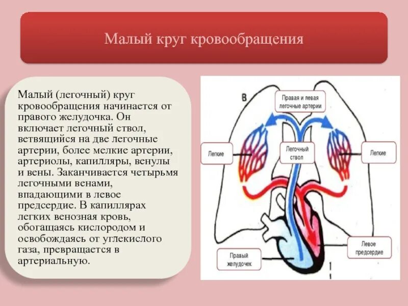 Легочной круг кровообращения заканчивается