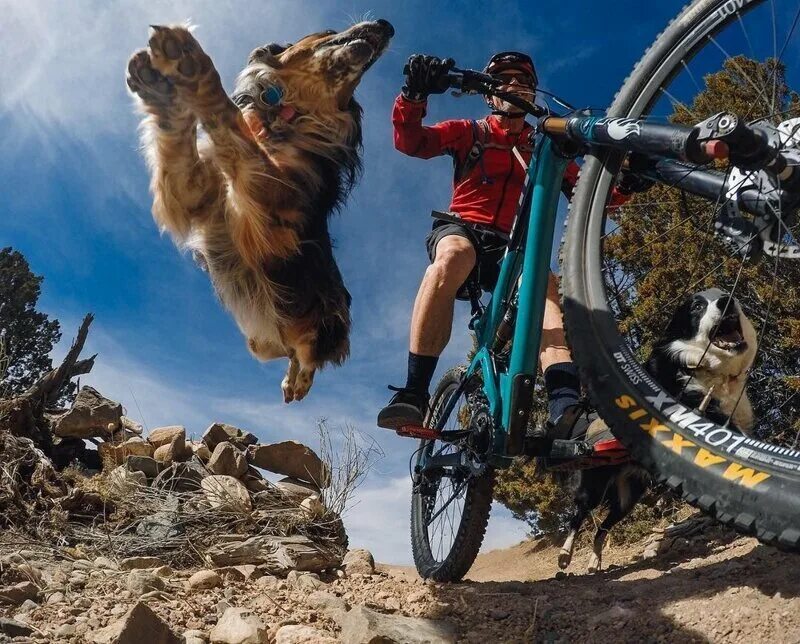 Cycling animals. Собака на велосипеде. Велосипедист с собакой. Собачка на велик. Велосипед для поездки с собакой.