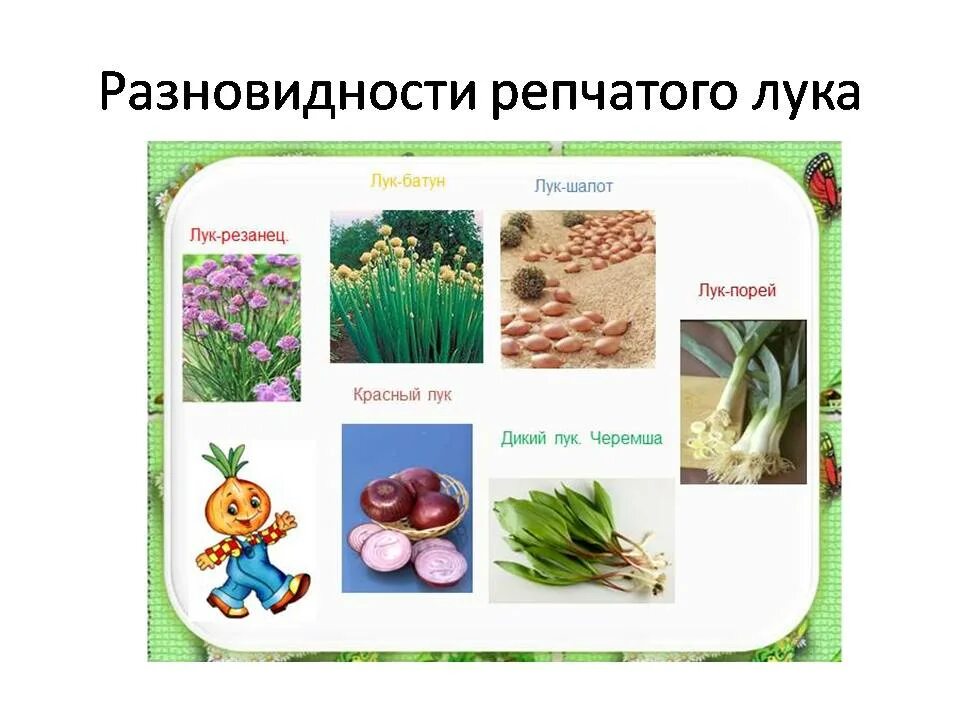 Лук репчатый строение. Проекты про лук в детском саду. Лук для презентации. Рассказ про лук. Стихотворение про лук для детей.