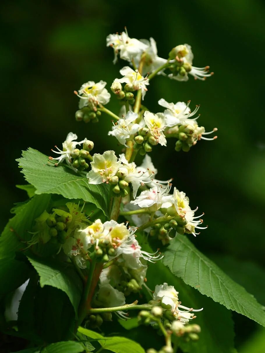 Цветы конского каштана. Каштан конский (aesculus). Соцветие каштана. Цветение каштана. Чем полезны цветы каштана.