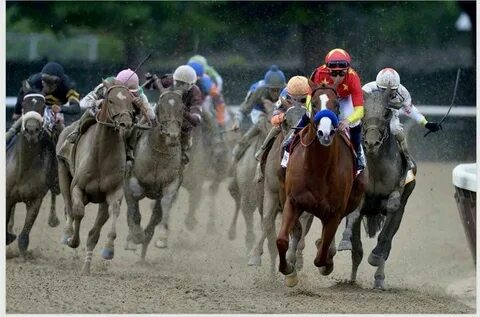 The horse won the race