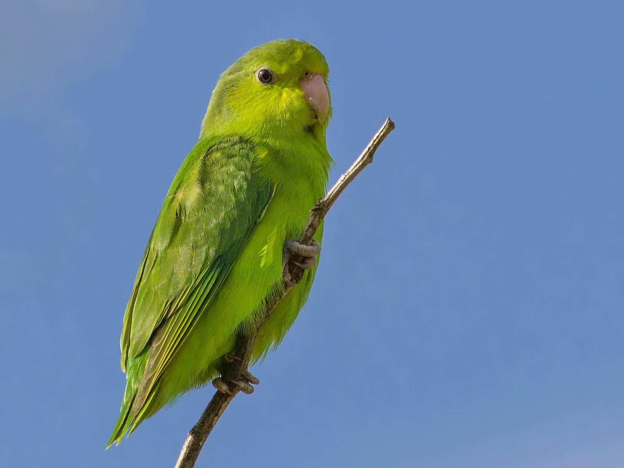 К чему снится попугай во сне. Тихоокеанский попугайчик. Попугаи Forpus. Воротничковый попугай. Умный зеленый попугай.