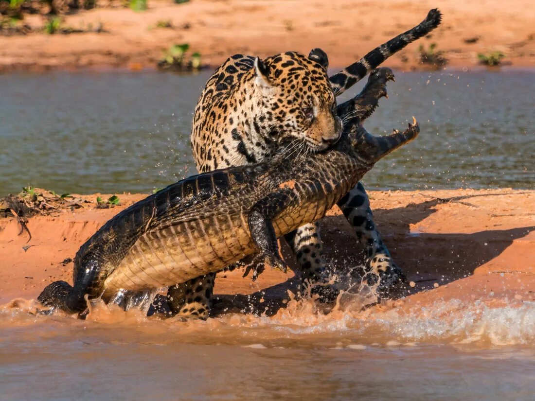 Кошка породы сервал. Какой зверь самый хищный и прожорливый?. Сервал мяурицио. Австралия животные сумчатый дьявол. Комодский варан зубы.
