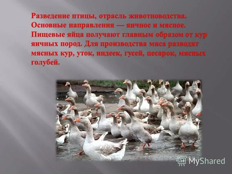 гусеводство в китае. животноводство гуси. какая профессия выращивает гусей. люди каких профессий выращивают. интересные факты о утках домашних.