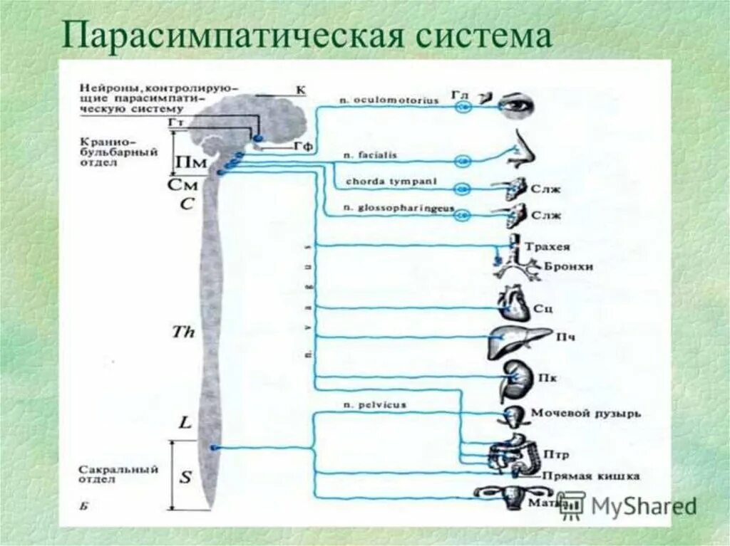 Парасимпатический отдел усиливает. Парасимпатическая система. Парасимпатическая нервная система. Парасимпатическая ВНС. Парасимпатический отдел нервной системы.