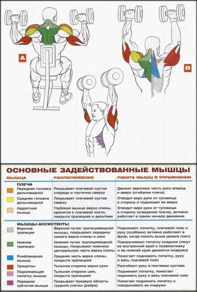 Какие упражнения для развития мышц. Жим гантелей на дельтовидной мышцы. Базовые упражнения для развития мышц рук и плечевого. Жим гантелей сидя, передняя Дельта. Средняя дельтовидная мышца упражнения.