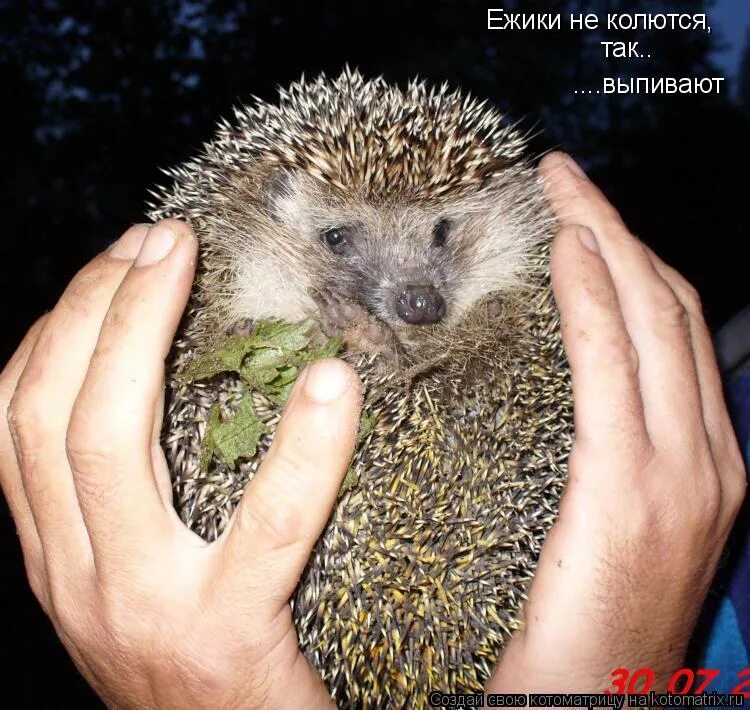 еж колется. европейский белобрюхий еж. обыкновенный ёж. еж колется. даурский ёж.