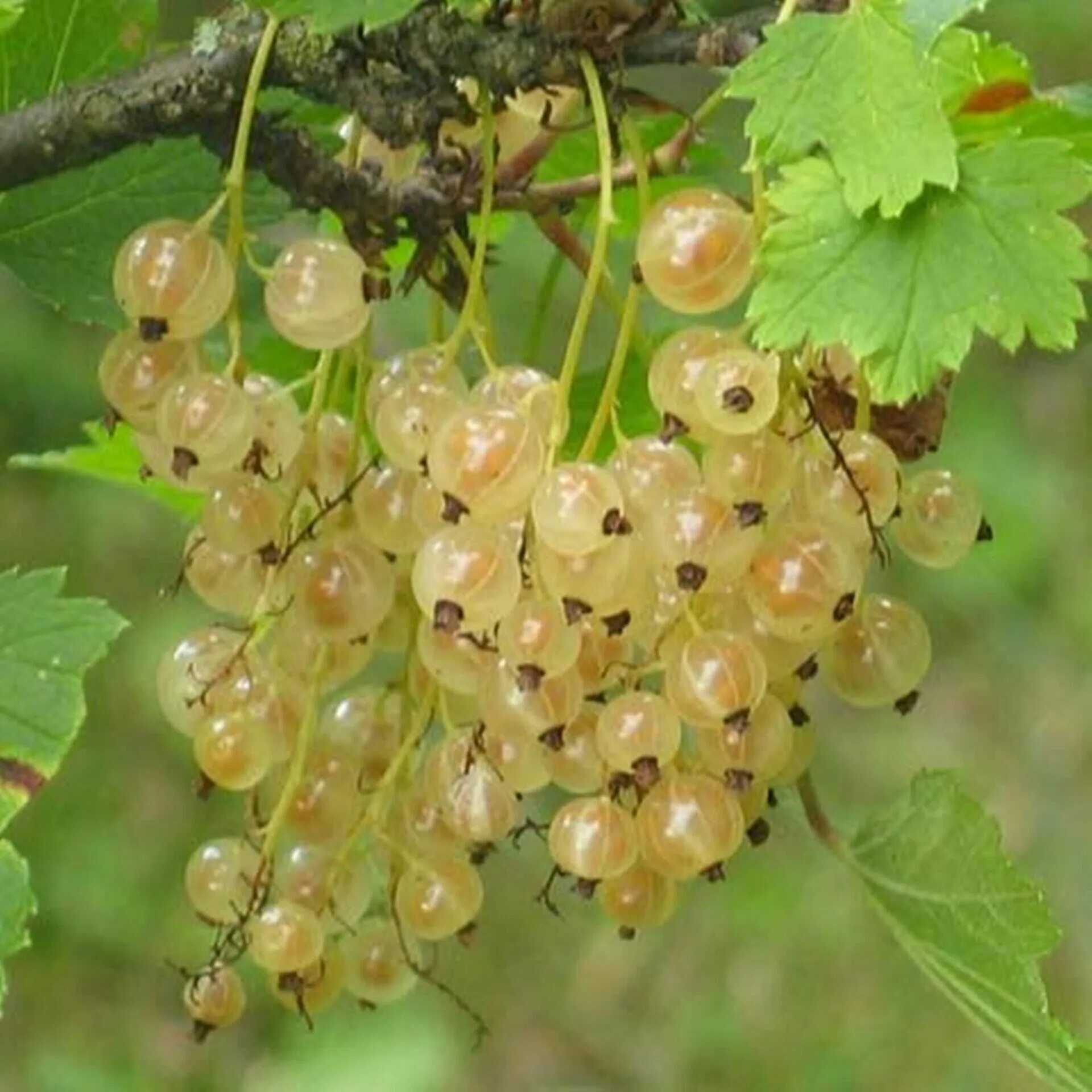 Смородина Беляна. Смородина белая Рассветная. Смородина белая (лат. Ribes niveum. Смородина белая Смольянинова. Описание сортов белой смородины