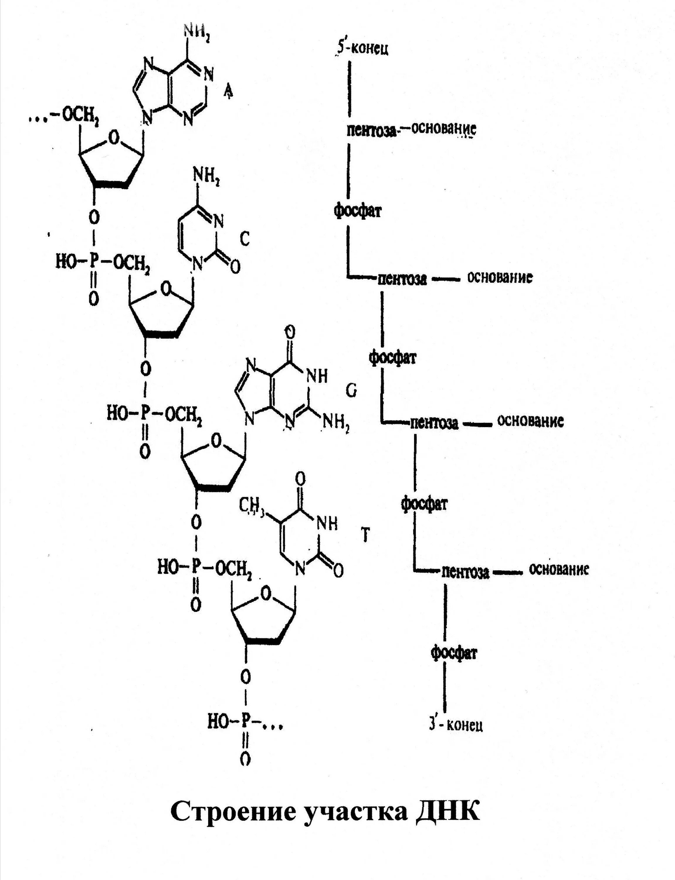 Постройте цепь рнк. Первичная структура нуклеиновых кислот. Первичная структура ДНК формула. Первичная структура нуклеиновых кислот ДНК. Первичная структура нуклеиновых кислот ДНК И РНК.